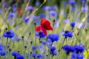 poppy, cornflower, flower meadow-5270458.jpg