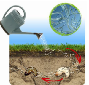 Les Steinernema feltiae sont des nématodes entomopathogènes spécifiques.