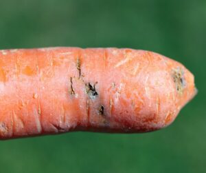 Pièges chromatiques orange englués contre la mouche de la carotte, panais et céleri