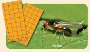 Pièges chromatiques orange englués contre la mouche de la carotte, panais et céleri