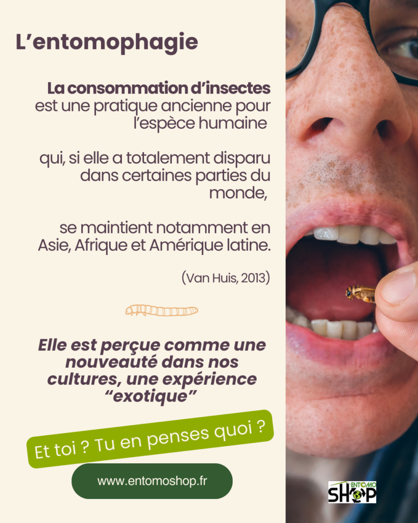 La consommation d'insectes