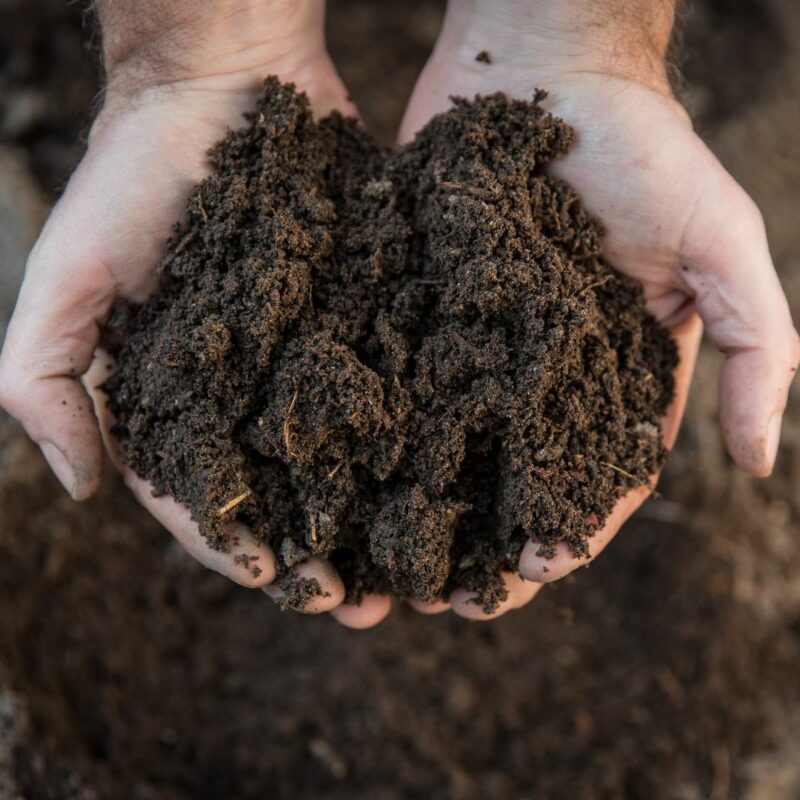 BioCycle Compost larves de mouches soldats noires