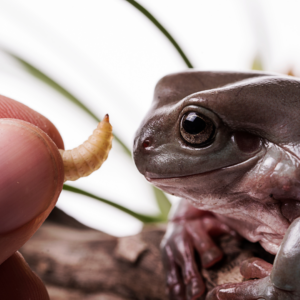 nourrir ses animaux avec la larve de mouche soldat noire