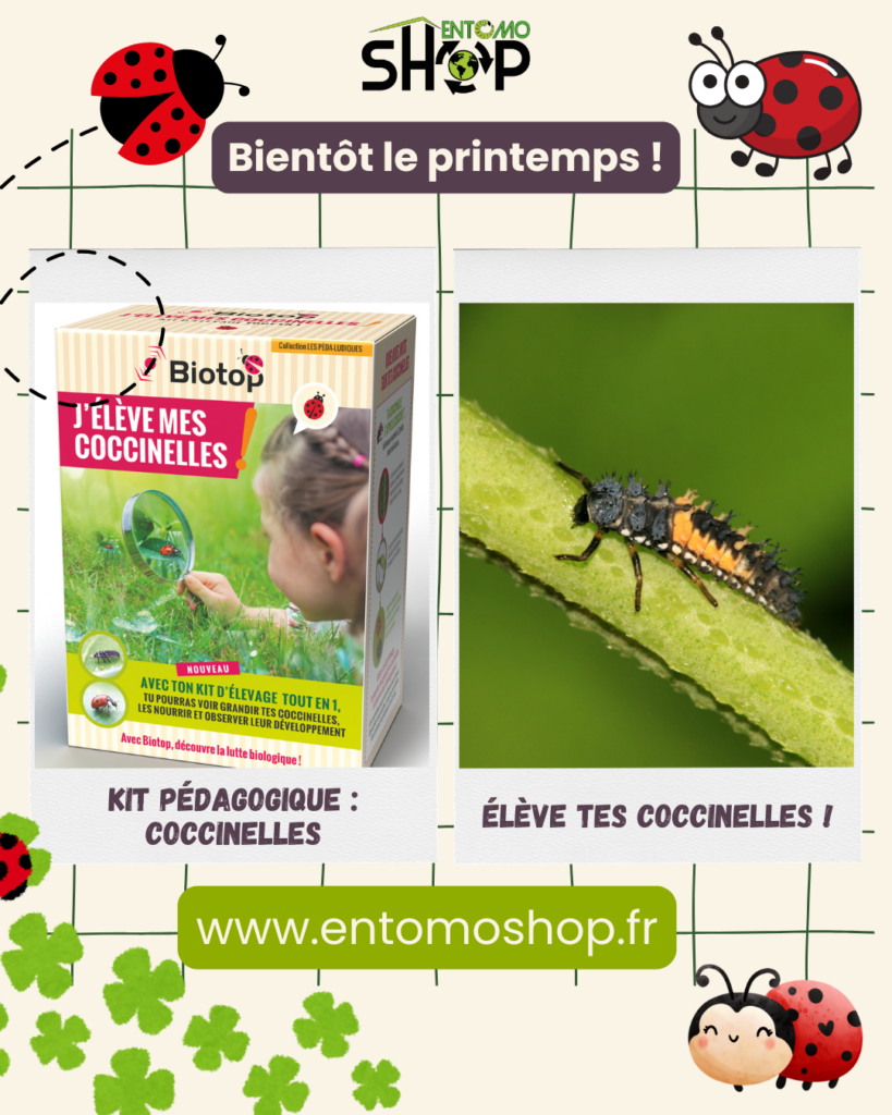 kit pédagogique d'élevage de coccinelles Coccilfy